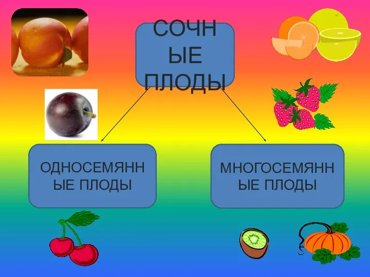 СОЧНЫЕ ПЛОДЫ ОДНОСЕМЯННЫЕ ПЛОДЫ МНОГОСЕМЯННЫЕ ПЛОДЫ