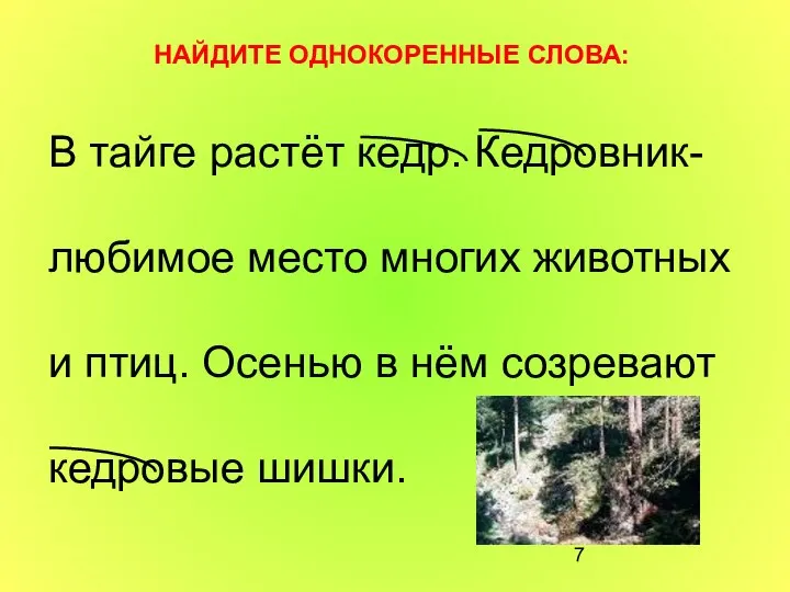 В тайге растёт кедр. Кедровник- любимое место многих животных и птиц.