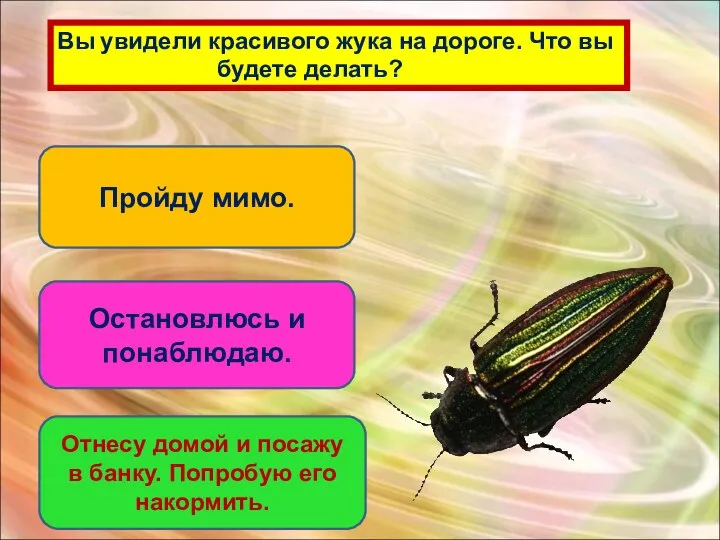 Вы увидели красивого жука на дороге. Что вы будете делать? Пройду