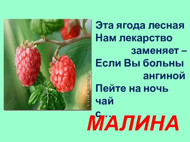 Эта ягода лесная Нам лекарство заменяет – Если Вы больны ангиной