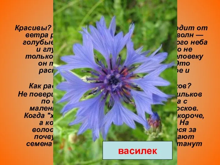 Текст № 5 Красивы? Конечно! До самого горизонта ходит от ветра