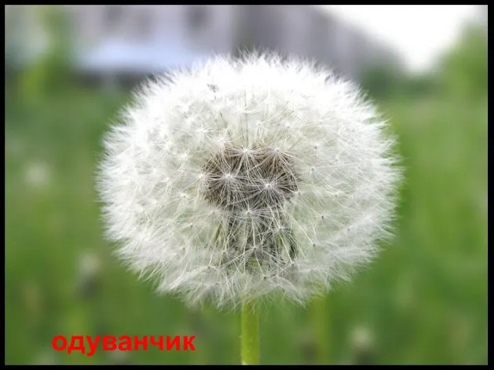 Есть один такой цветок, Не вплетешь его в венок, На него