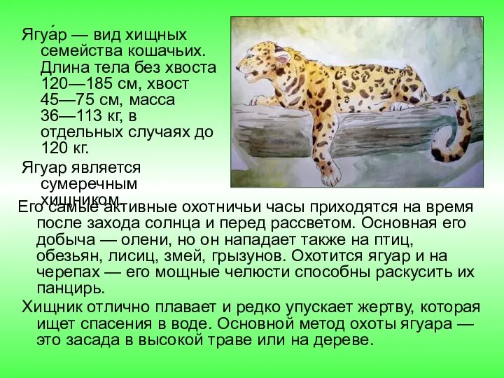 Ягуа́р — вид хищных семейства кошачьих. Длина тела без хвоста 120—185