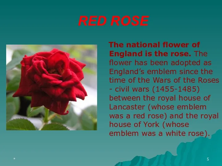 * RED ROSE The national flower of England is the rose.