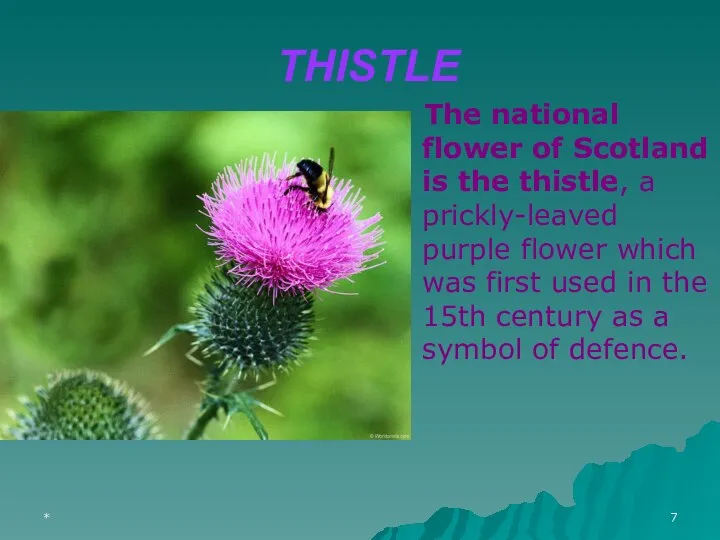 * THISTLE The national flower of Scotland is the thistle, a