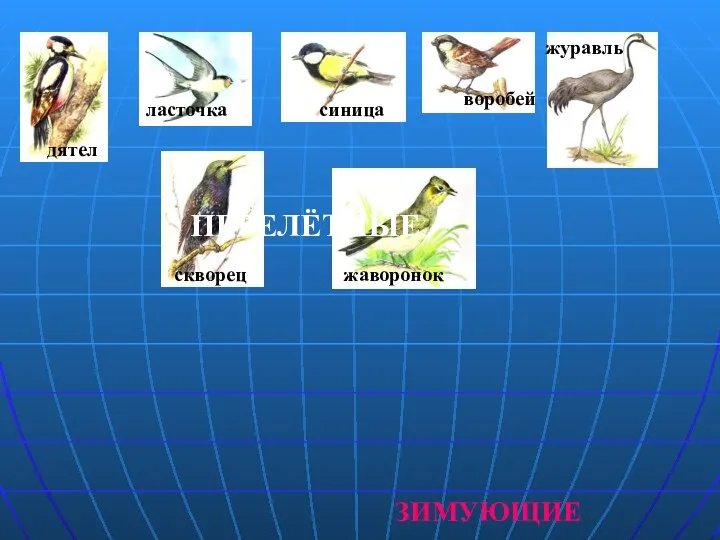 дятел ласточка журавль скворец жаворонок воробей синица ЗИМУЮЩИЕ ПЕРЕЛЁТНЫЕ