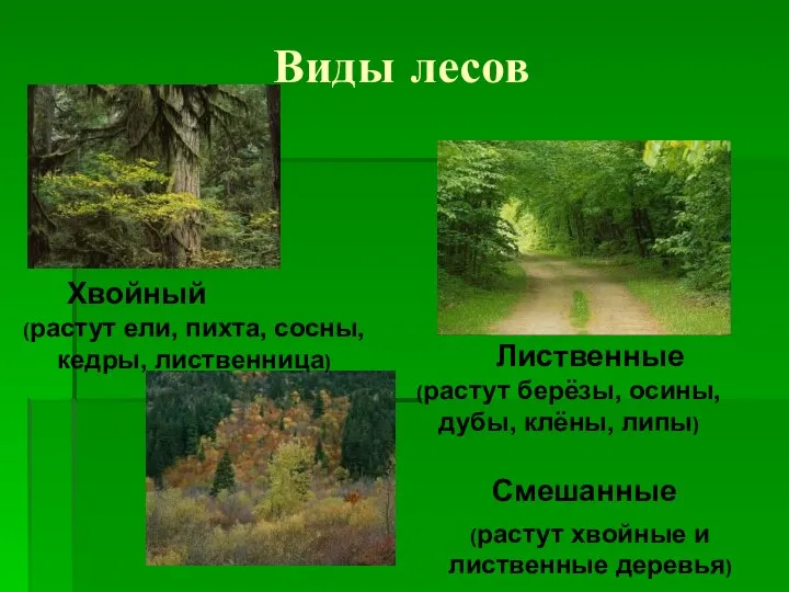 Виды лесов Хвойный Лиственные Смешанные (растут ели, пихта, сосны, кедры, лиственница)