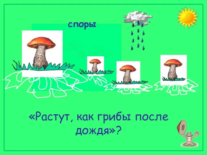 споры «Растут, как грибы после дождя»?