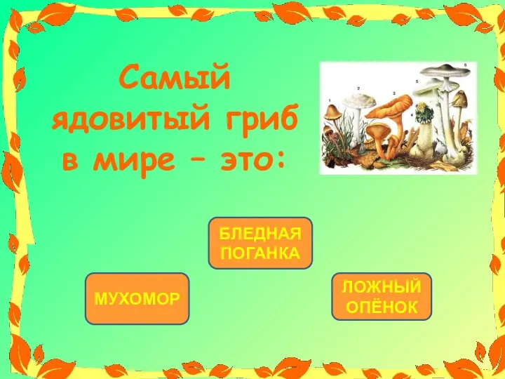 БЛЕДНАЯ ПОГАНКА МУХОМОР ЛОЖНЫЙ ОПЁНОК Самый ядовитый гриб в мире – это: