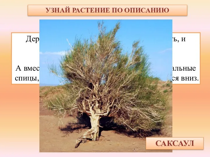 УЗНАЙ РАСТЕНИЕ ПО ОПИСАНИЮ Дерево пустыни – ствол крепкий, как кость,