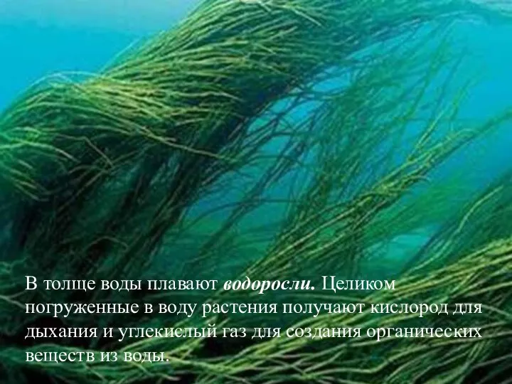 В толще воды плавают водоросли. Целиком погруженные в воду растения получают