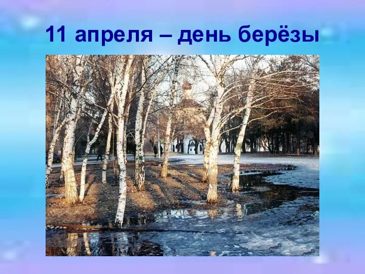 11 апреля – день берёзы