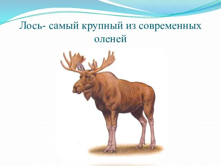 Лось- самый крупный из современных оленей