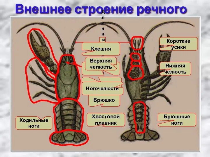 Внешнее строение речного рака Головогрудь Брюшко Хвостовой плавник Ходильные ноги Брюшные