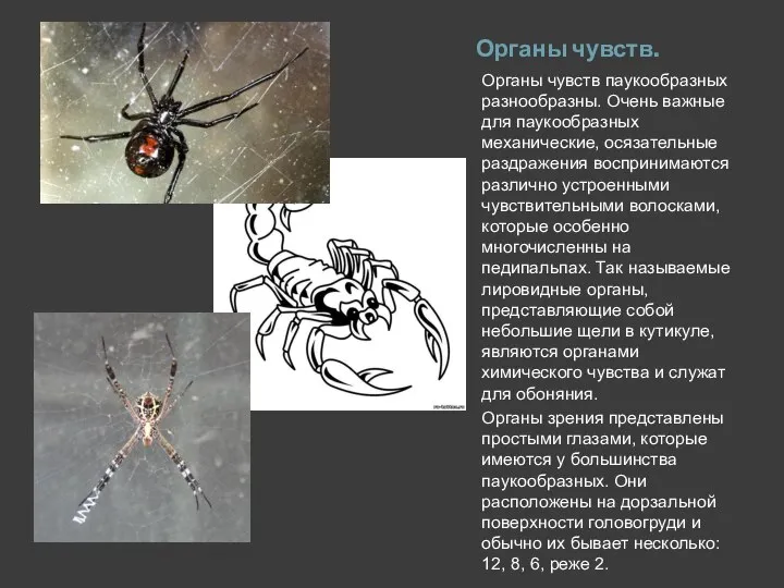Органы чувств. Органы чувств паукообразных разнообразны. Очень важные для паукообразных механические,