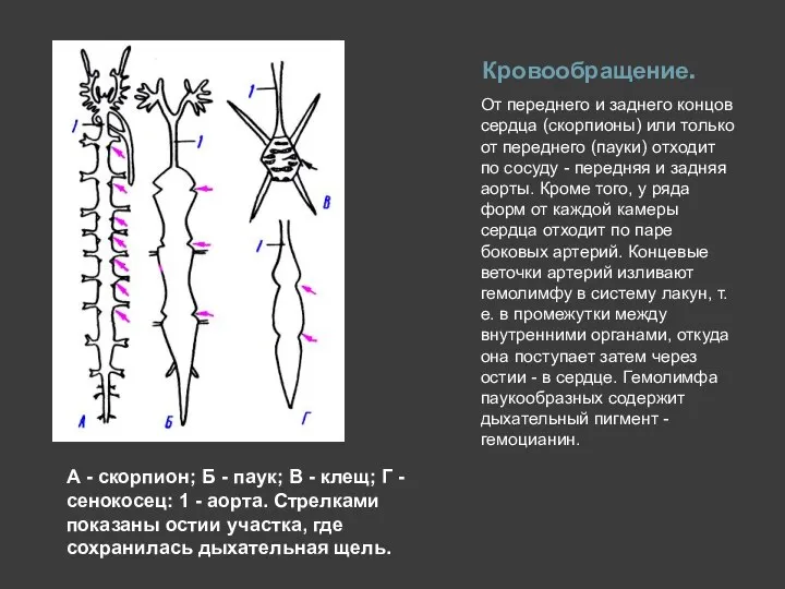 Кровообращение. От переднего и заднего концов сердца (скорпионы) или только от