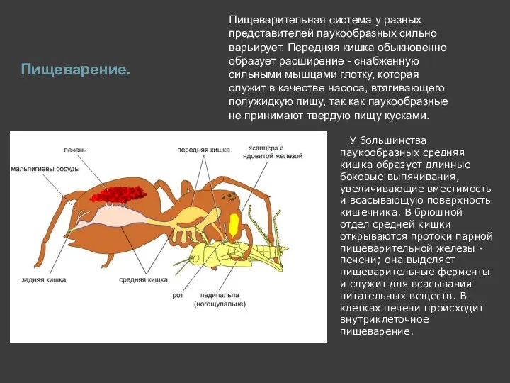 Пищеварение. Пищеварительная система у разных представителей паукообразных сильно варьирует. Передняя кишка