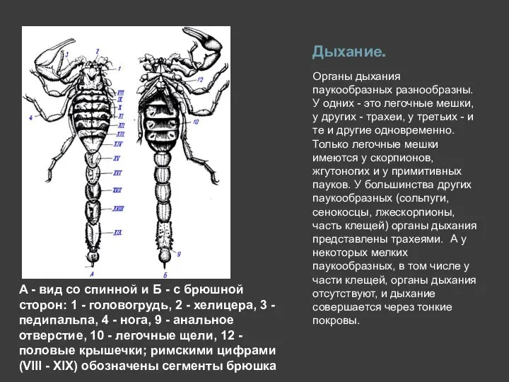 Дыхание. Органы дыхания паукообразных разнообразны. У одних - это легочные мешки,