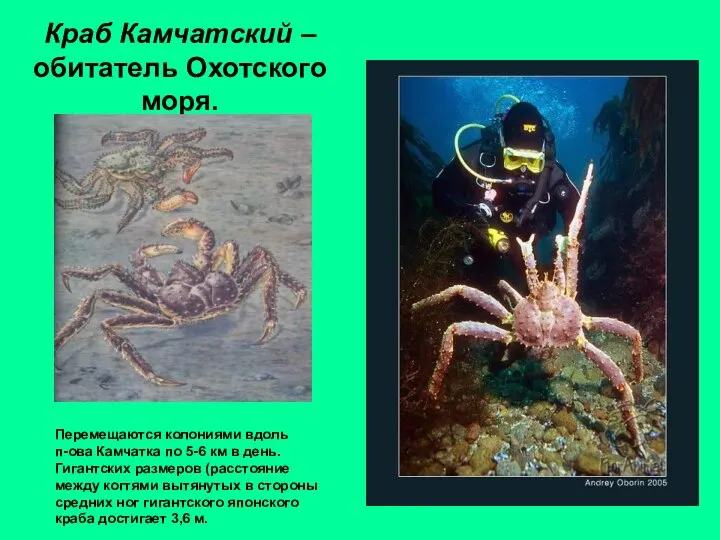 Краб Камчатский – обитатель Охотского моря. Перемещаются колониями вдоль п-ова Камчатка