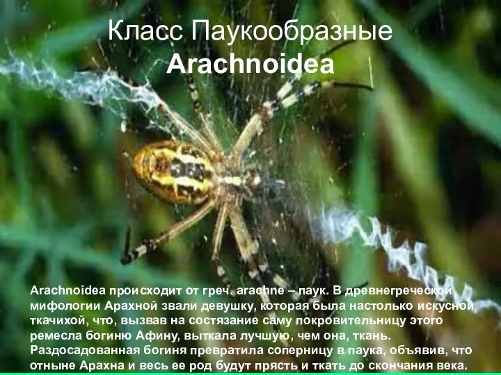 Класс Паукообразные Arachnoidea Arachnoidea происходит от греч. arachne – паук. В