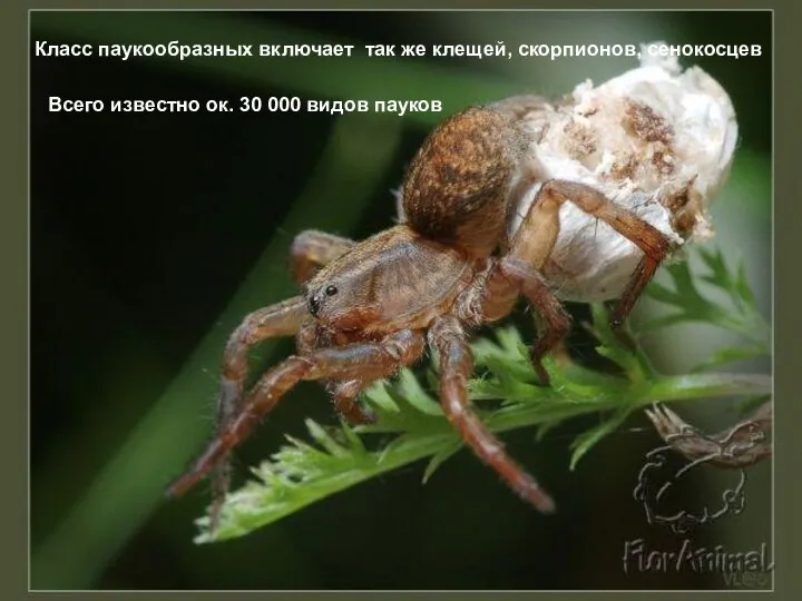 Класс паукообразных включает так же клещей, скорпионов, сенокосцев Всего известно ок. 30 000 видов пауков