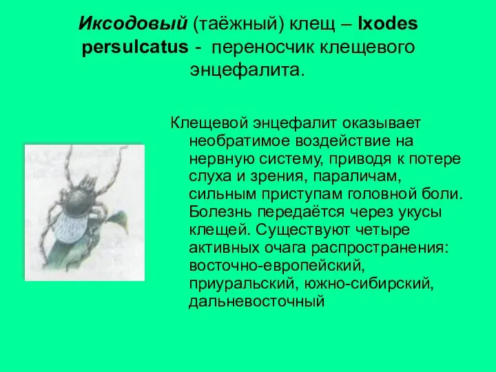 Иксодовый (таёжный) клещ – Ixodes persulcatus - переносчик клещевого энцефалита. Клещевой