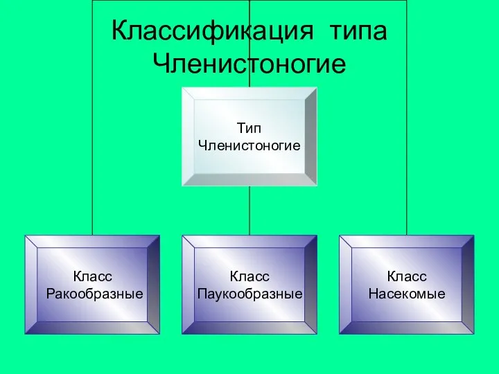 Классификация типа Членистоногие