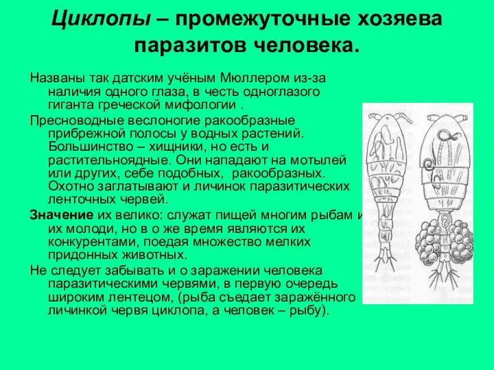 Циклопы – промежуточные хозяева паразитов человека. Названы так датским учёным Мюллером