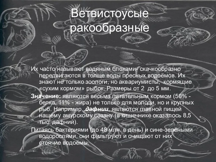 Ветвистоусые ракообразные Их часто называют водяным блохами- скачкообразно передвигаются в толще