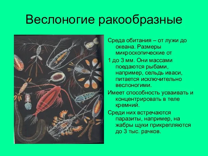 Веслоногие ракообразные Среда обитания – от лужи до океана. Размеры микроскопические