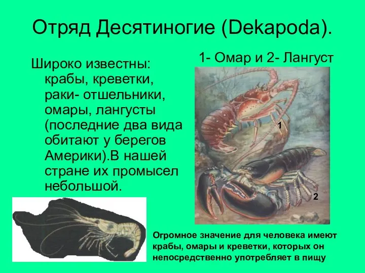 Отряд Десятиногие (Dekapoda). Широко известны: крабы, креветки, раки- отшельники, омары, лангусты