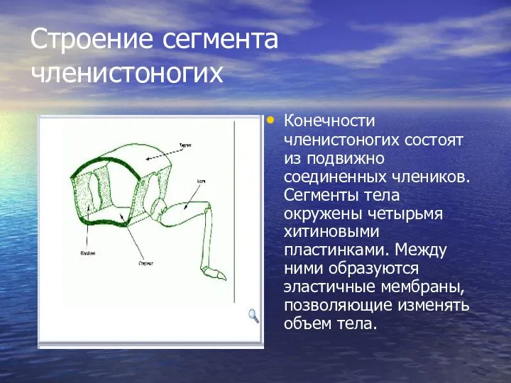 Строение сегмента членистоногих Конечности членистоногих состоят из подвижно соединенных члеников. Сегменты