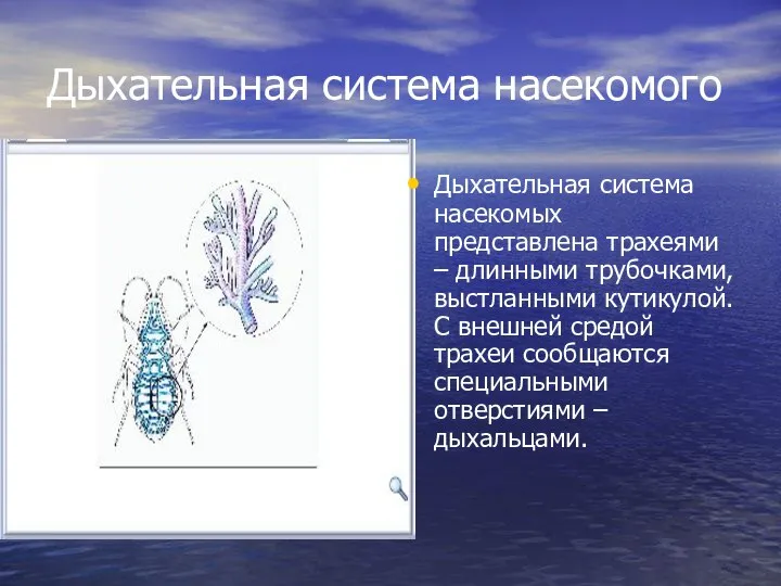 Дыхательная система насекомого Дыхательная система насекомых представлена трахеями – длинными трубочками,