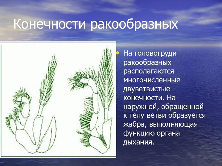 Конечности ракообразных На головогруди ракообразных располагаются многочисленные двуветвистые конечности. На наружной,