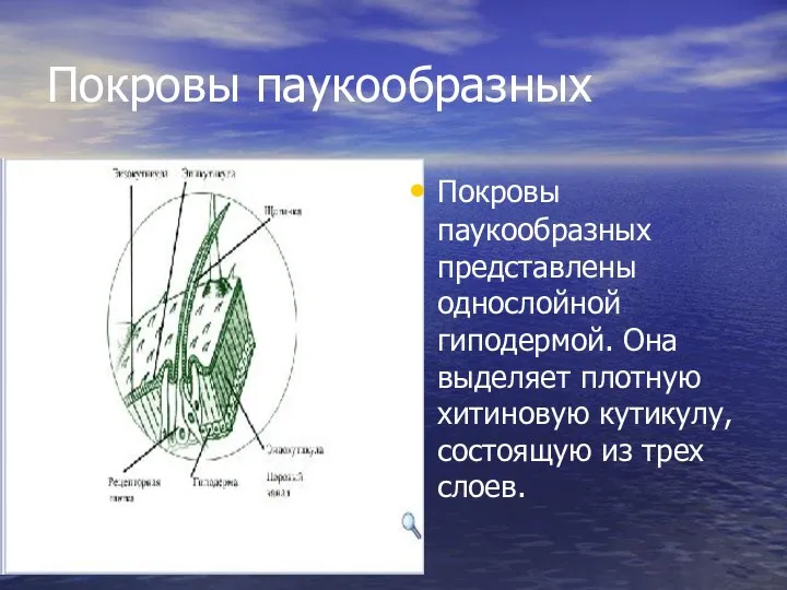 Покровы паукообразных Покровы паукообразных представлены однослойной гиподермой. Она выделяет плотную хитиновую кутикулу, состоящую из трех слоев.