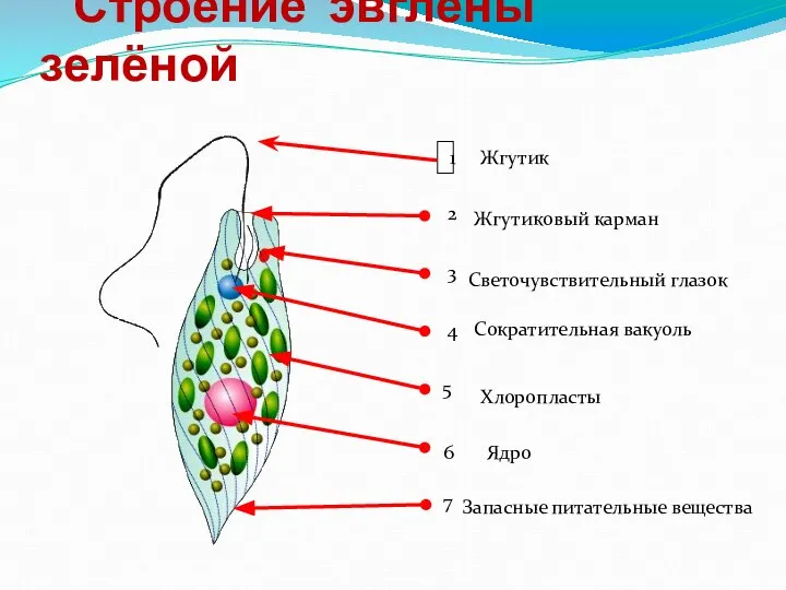 Строение эвглены зелёной 1 6 Жгутик Жгутиковый карман Светочувствительный глазок Сократительная