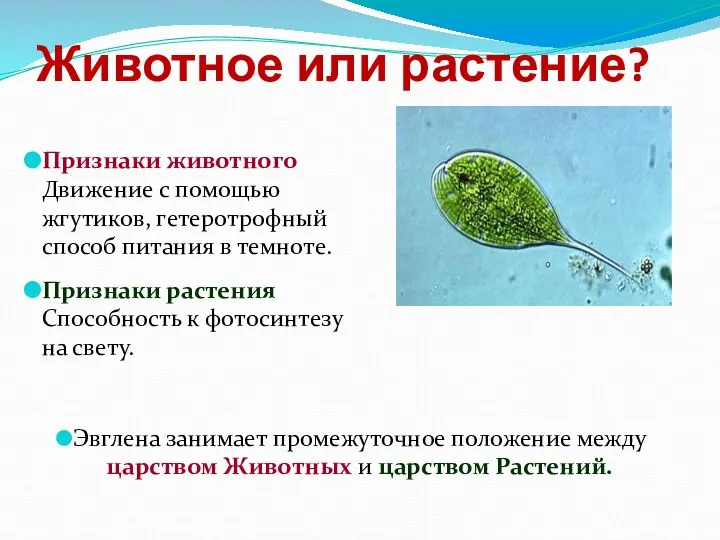 Животное или растение? Признаки животного Движение с помощью жгутиков, гетеротрофный способ