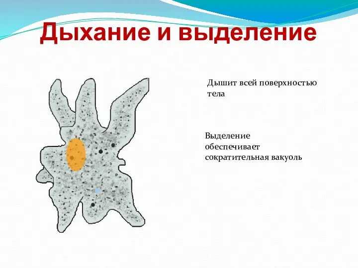 Дыхание и выделение Дышит всей поверхностью тела Выделение обеспечивает сократительная вакуоль