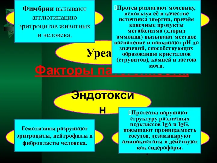 Факторы патогенности. Фимбрии Эндотоксин Уреаза Гемолизины Гемагглютинины Бактериальные протеазы Фимбрии вызывают