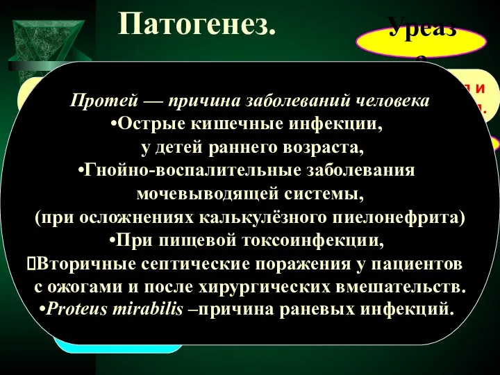 Патогенез. Адгезия Колонизация кл.хозяина Пенетрация и инвазия в кл. Пили +