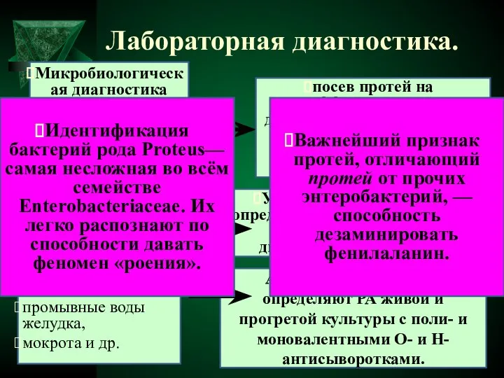 Лабораторная диагностика. Микробиологическая диагностика протей основана на выделении и идентификации возбудителя.