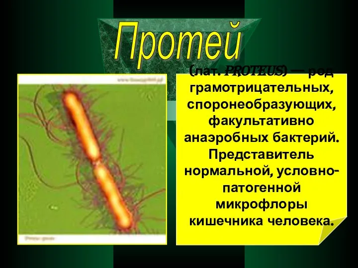 Протей (лат. proteus) — род грамотрицательных, споронеобразующих, факультативно анаэробных бактерий. Представитель нормальной, условно-патогенной микрофлоры кишечника человека.