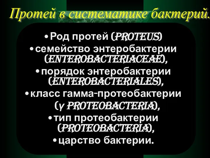 Род протей (proteus) семейство энтеробактерии (enterobacteriaceae), порядок энтеробактерии (enterobacteriales), класс гамма-протеобактерии