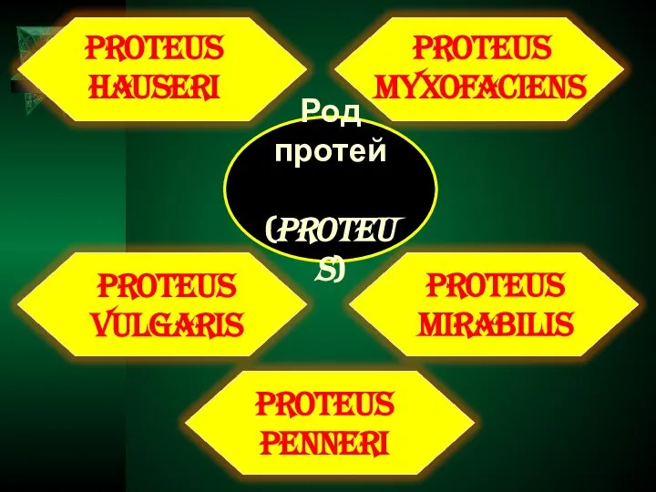 Род протей (proteus) proteus vulgaris proteus hauseri proteus mirabilis proteus myxofaciens proteus penneri