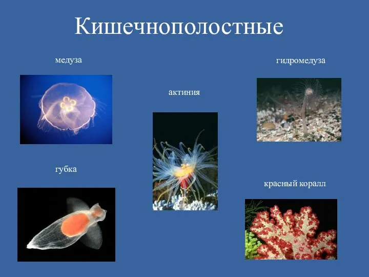 губка актиния медуза красный коралл гидромедуза Кишечнополостные