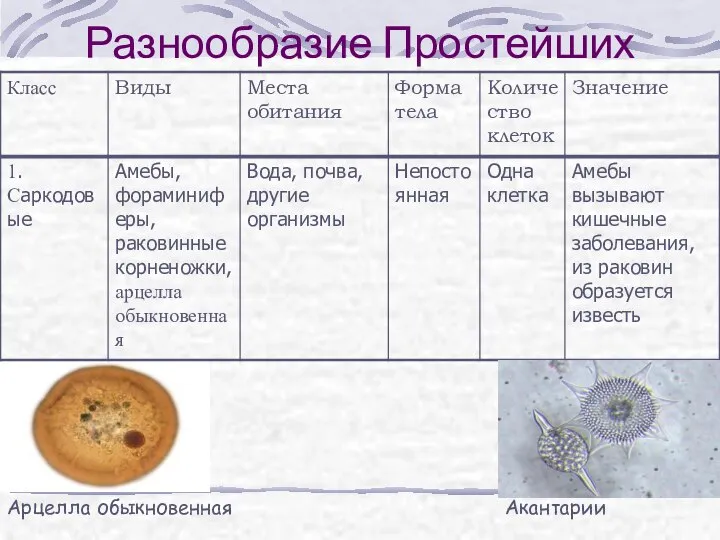 Разнообразие Простейших Арцелла обыкновенная Акантарии