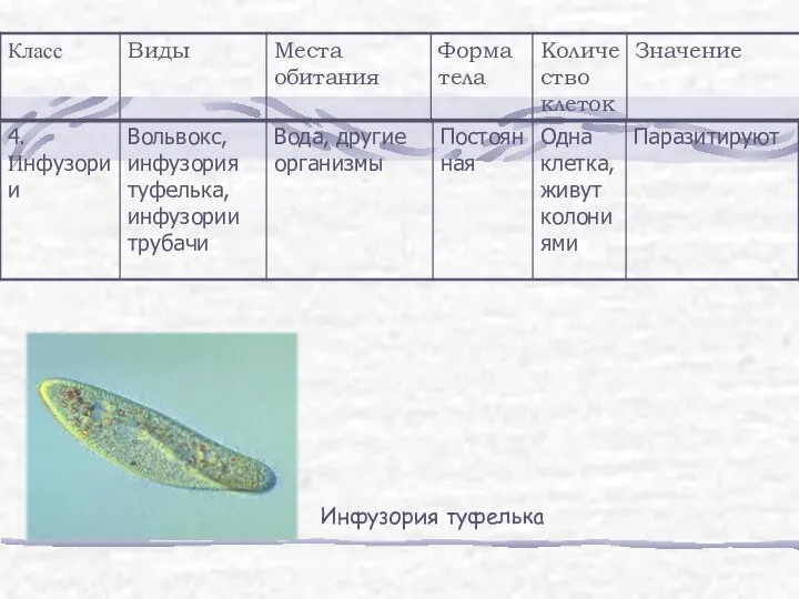 Инфузория туфелька