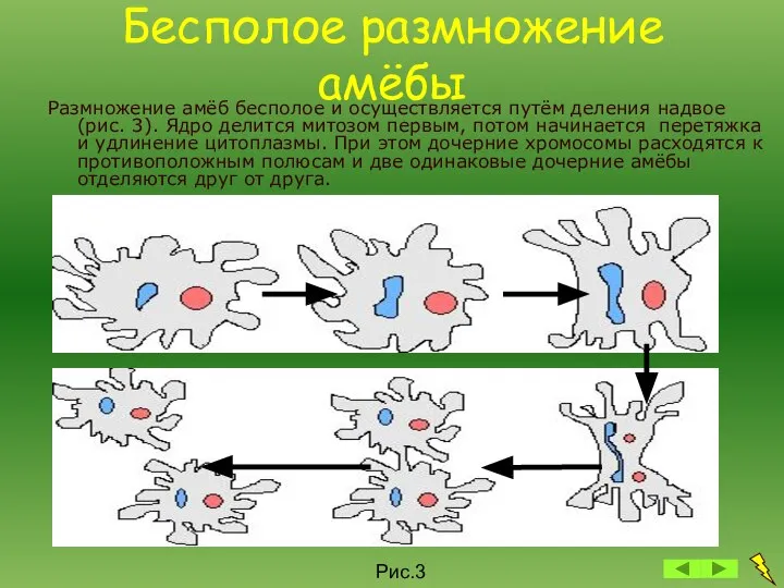 Бесполое размножение амёбы Размножение амёб бесполое и осуществляется путём деления надвое