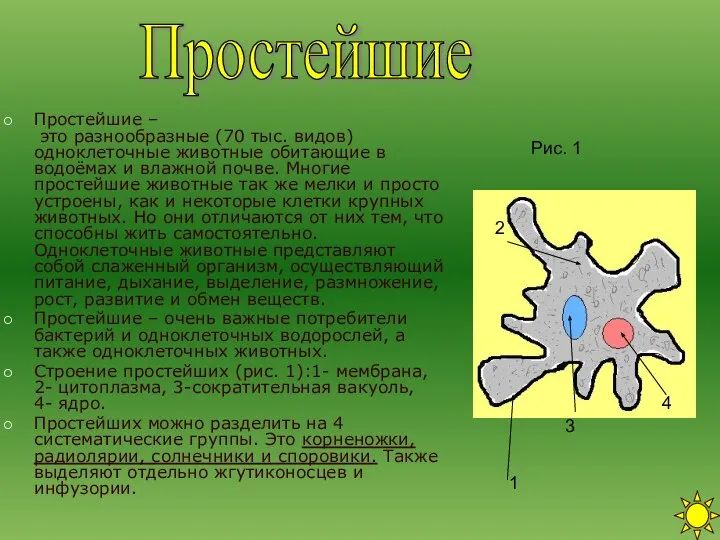 Простейшие – это разнообразные (70 тыс. видов) одноклеточные животные обитающие в