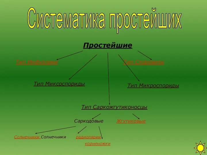 Систематика простейших Тип Споровики